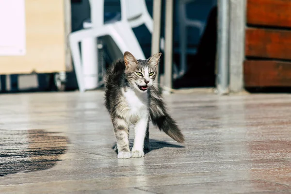 İsrail 'in Renkleri