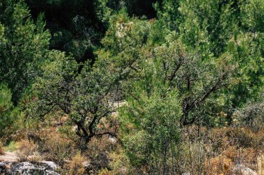 İsrail 'in Renkleri