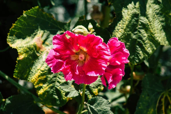 Kleuren van Israël — Stockfoto