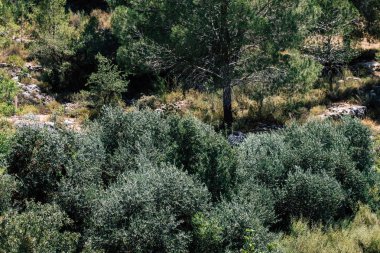 İsrail 'in Renkleri