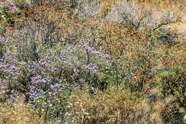 İsrail 'in Renkleri — Stok fotoğraf