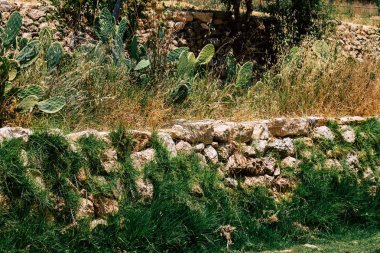 İsrail 'in Renkleri