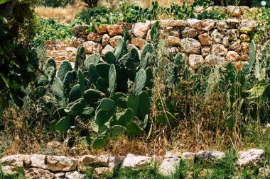 İsrail 'in Renkleri