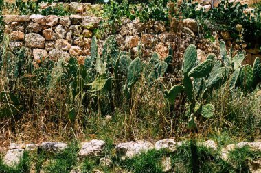 İsrail 'in Renkleri