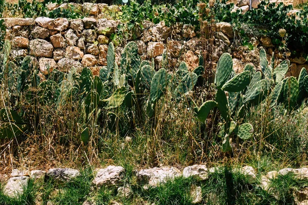 İsrail 'in Renkleri