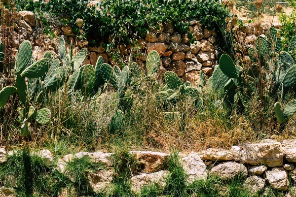 İsrail 'in Renkleri