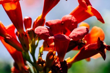 İsrail 'in Renkleri