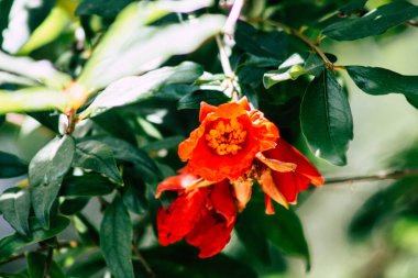 İsrail 'in Renkleri