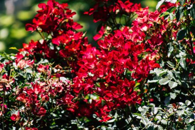 İsrail 'in Renkleri