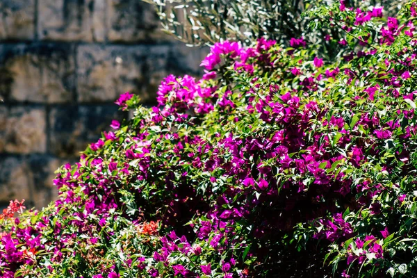 Cores de Israel — Fotografia de Stock