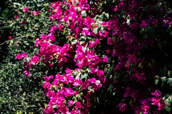 Kleuren van Israël — Stockfoto