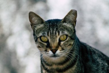 İsrail 'in Renkleri