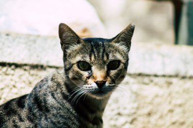 İsrail 'in Renkleri