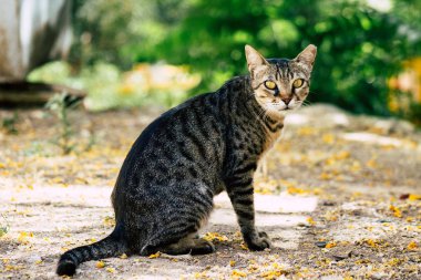 İsrail 'in Renkleri