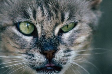 İsrail 'in Renkleri