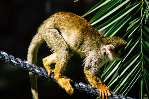 Wildlife — Stock Photo, Image