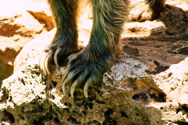 Tierwelt — Stockfoto