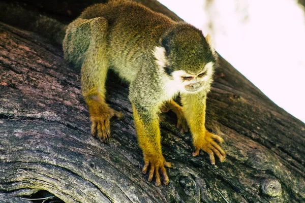 Wildlife — Stock Photo, Image