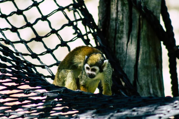 Wildlife — Stock Photo, Image