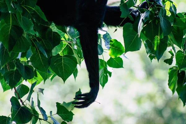 Wilde dieren — Stockfoto