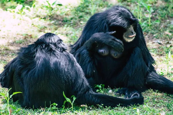 Wildlife — Stock Photo, Image