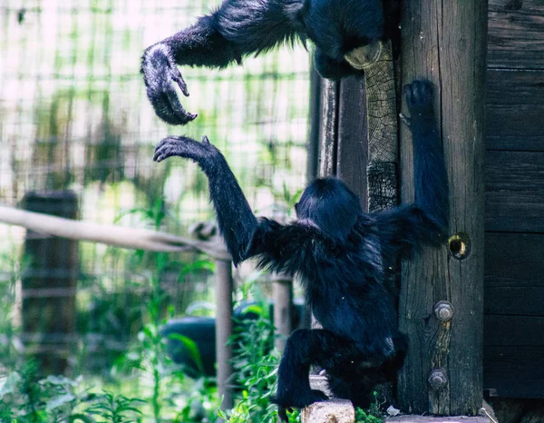 野生動物 — ストック写真