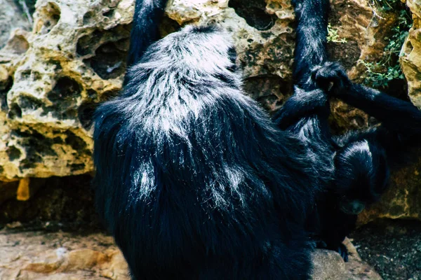 Tierwelt — Stockfoto