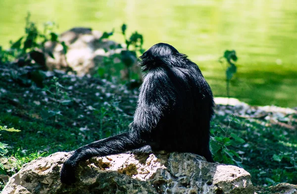 Vida silvestre — Foto de Stock