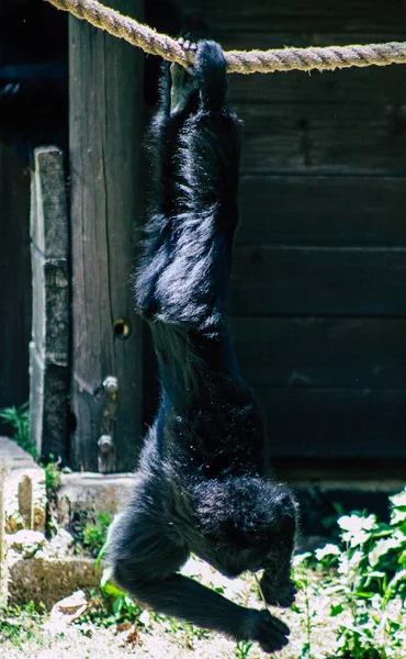 野生動物 — ストック写真