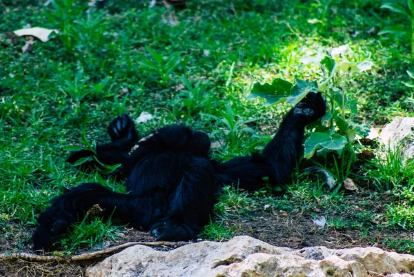 野生動物 — ストック写真