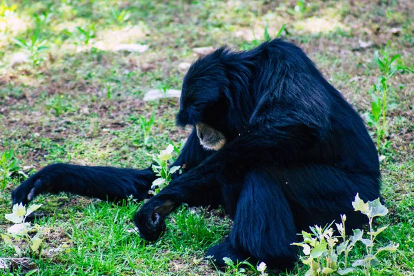 野生動物 — ストック写真