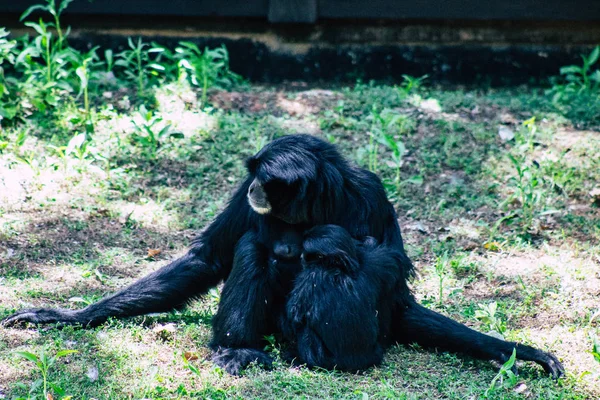 Wildlife — Stock Photo, Image