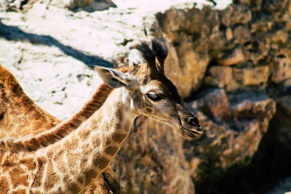 Fauna selvatica — Foto Stock