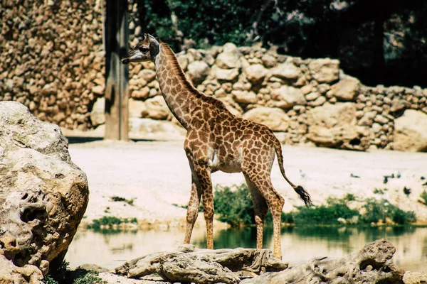 Fauna selvatica — Foto Stock