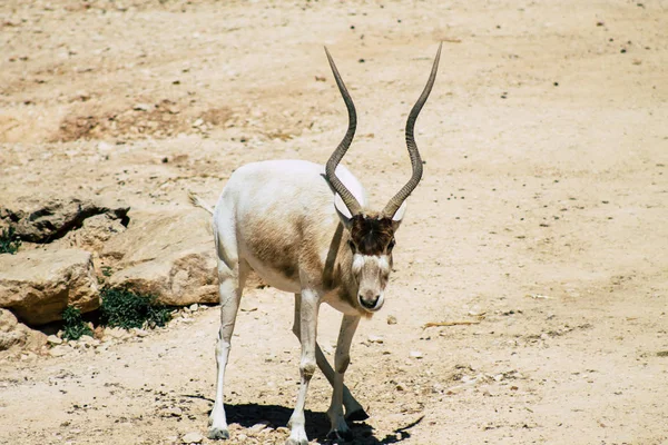 Wilde dieren — Stockfoto