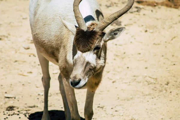 Wildlife — Stock Photo, Image