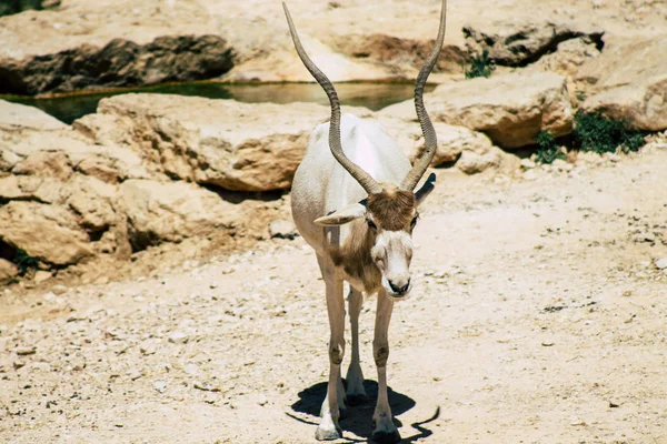 Fauna selvatica — Foto Stock