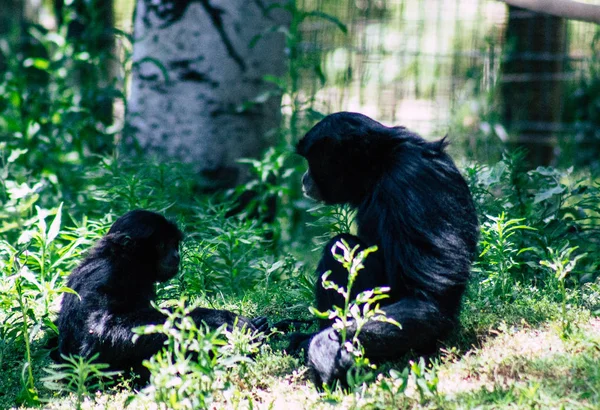 Fauna selvatica — Foto Stock