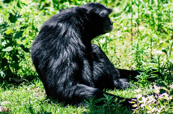 野生動物 — ストック写真