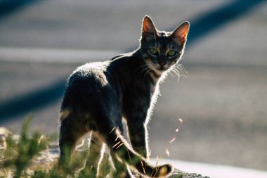 İsrail 'in Renkleri