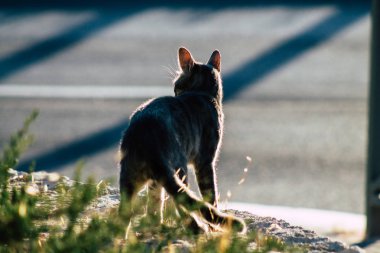 İsrail 'in Renkleri