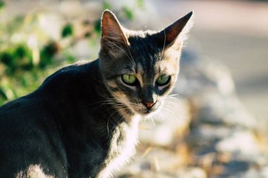 İsrail 'in Renkleri