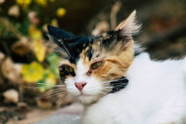 İsrail 'in Renkleri