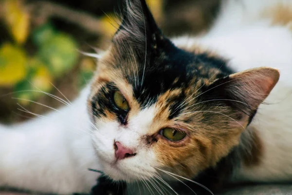 İsrail 'in Renkleri