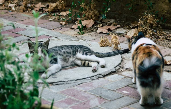 イスラエルの色 — ストック写真