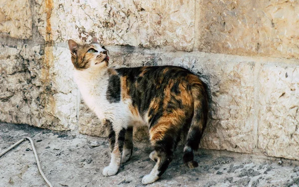 Färger av Israel — Stockfoto