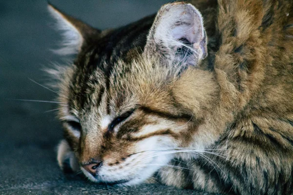 Wildtiere in Israel — Stockfoto