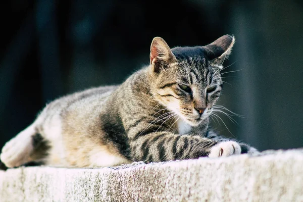 Wilde dieren van Israël — Stockfoto