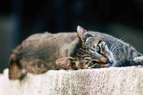 Wildtiere in Israel — Stockfoto