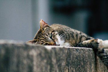 İsrail Yaban Hayatı